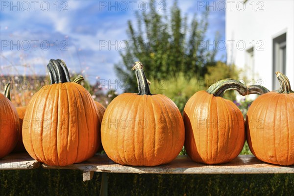 Orange large Halloween pumpkins used for carving on wooden shelf for sale at market