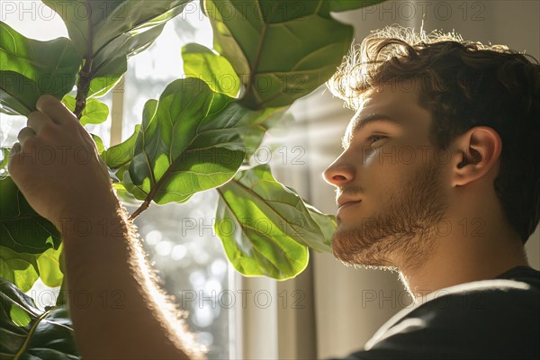 Young man taking care of Ficus houseplant. Generative AI, AI generated