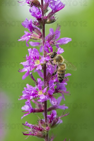 A honey bee (Apis mellifera) sits on a pink flower, purple loosestrife (Lythrum salicaria) and pollinates it, blurred green and pink colours can be seen in the background, Baden-Württemberg, Germany, Europe