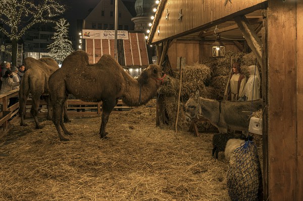 Bethlehem stable with real camels and donkeys and figures at the Christmas market for children, Nuremberg, Middle Franconia, Bavaria, Germany, Europe