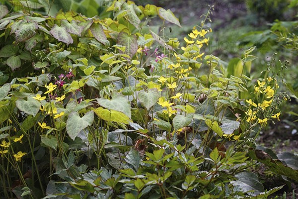 Yellow barrenwort (epimedium) flourishing in the garden