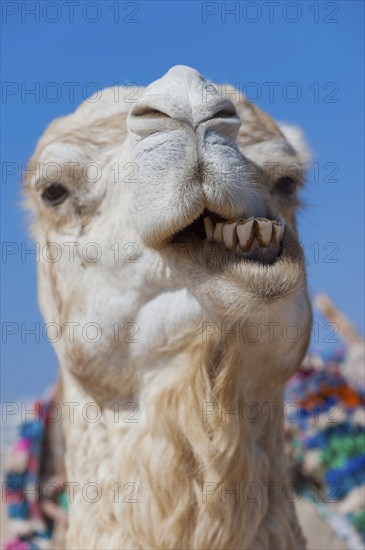 Dromedary (Camelus dromedarius), Arabian camel in head portrait, head, animal, farm animal, teeth, bad teeth, tooth, detail, funny, gag, humour, looks, fun, facial expression, jaw, laughs, laughing, beast of burden, oral hygiene, bad breath, Morocco, Africa