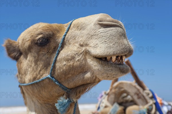 Dromedary (Camelus dromedarius), Arabian camel in head portrait, head, animal, farm animal, teeth, bad teeth, tooth, detail, funny, gag, humour, looks, fun, facial expression, jaw, laughs, laughing, beast of burden, oral hygiene, bad breath, Morocco, Africa