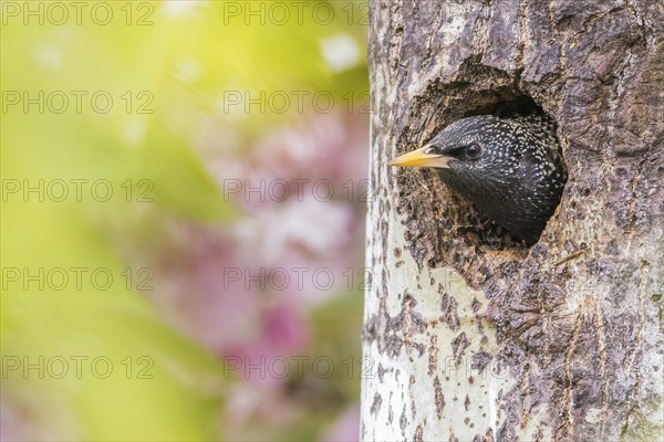 A common starling (Sturnus vulgaris) peers curiously out of its breeding den, Hesse, Germany, Europe