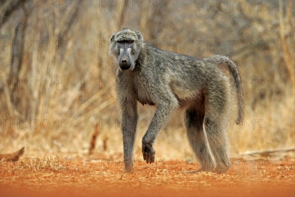 Bear baboon (Papio ursinus), Chakma baboon, adult, foraging, Kruger National Park, Kruger National Park, Krugerpark, South Africa, Africa