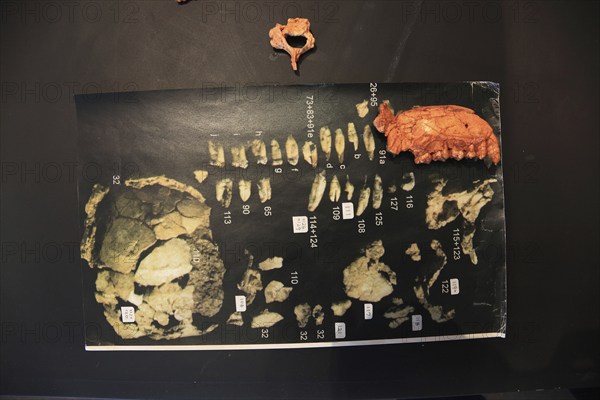 Addis Ababa, in the Ethnological Museum, illustration of Luci, Lucy refers to the partial skeleton of an individual of the species Australopithecus afarensis, Ethiopia, discovered in the Afar Triangle in 1974 and interpreted as female, Africa