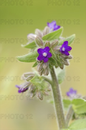 Common ox tongue or common bugloss (Anchusa officinalis), flowering, North Rhine-Westphalia, Germany, Europe