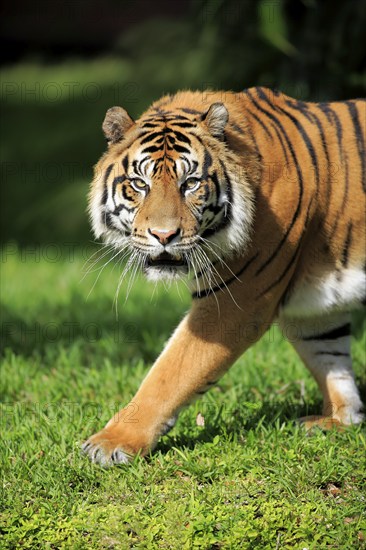 Sumatran tiger (Panthera tigris sumatrae), adult male portrait running, Sumatra