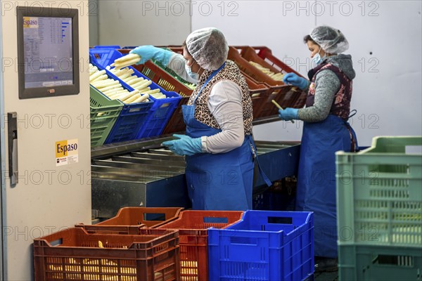 Asparagus farm, white asparagus is washed, cut and sorted by quality after harvesting, near Dormagen, Rhineland, North Rhine-Westphalia, Germany, Europe