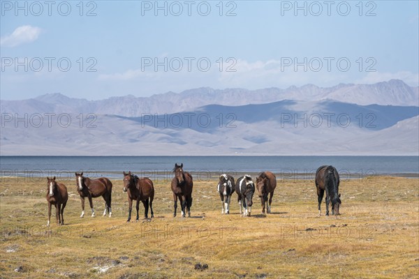 Horses in the highlands, Song Kul mountain lake, Naryn region, Kyrgyzstan, Asia