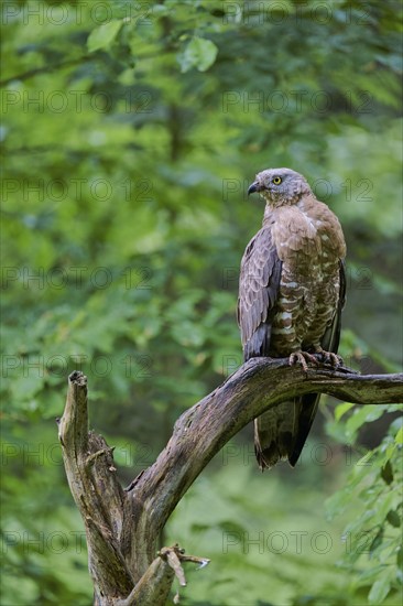 European honey buzzard (Pernis apivorus), Bavaria, Germany, Europe