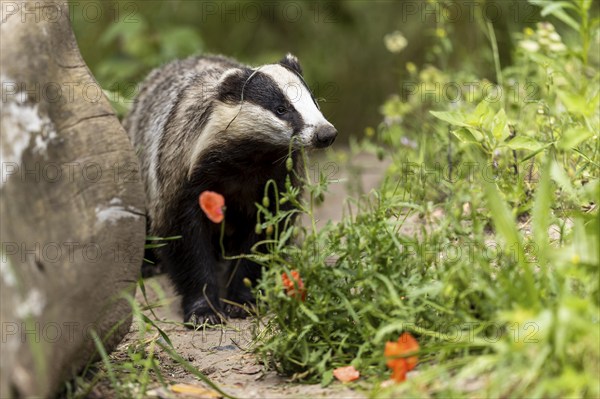 Badger examining the meadow with poppies next to a tree trunk, european badger (Meles meles), Germany, Europe