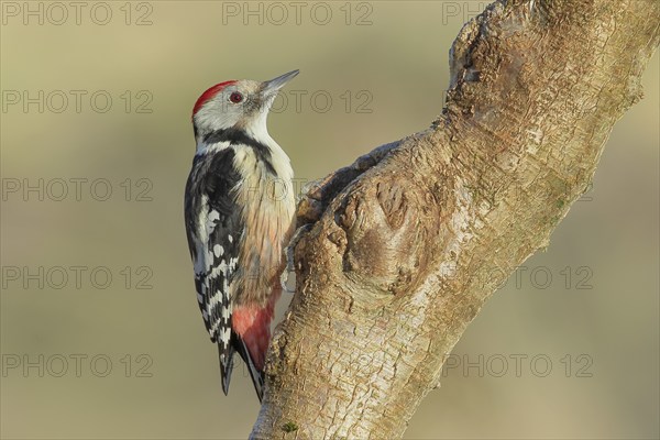 Middle Spotted Woodpecker (Dendrocopos medius) sitting on a branch, Animals, Birds, Woodpeckers, Siegerland, North Rhine-Westphalia, Germany, Europe