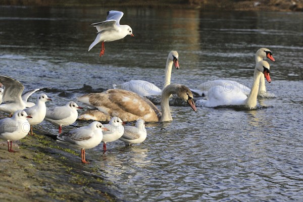 Gulls (Larinae) and swans on the Elbe in winter, Saxony, Germany, Europe