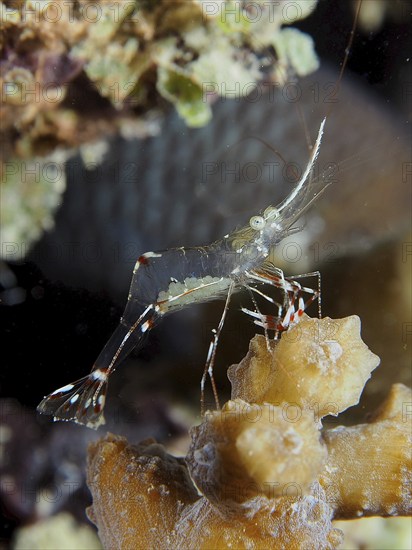 Transparent cave cleaner shrimp (Urocaridella), cleaner shrimp, dive site House Reef, Mangrove Bay, El Quesir, Red Sea, Egypt, Africa