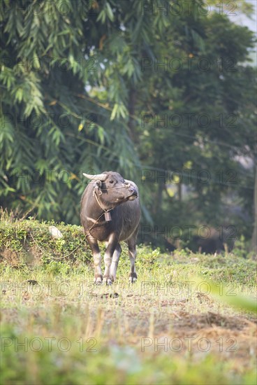 Water buffalo (Bubalus arnee) on a leash standing in a field in Du Gia, Ha Giang province, Vietnam, Asia