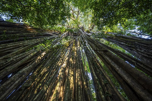 Hanging roots of a giant strangler fig (Ficus americana), looking upwards, in the rainforest, Corcovado National Park, Osa, Puntarena Province, Costa Rica, Central America