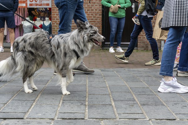 Dogs on a lead, on a pavement, dog perspective, walking between people in a pedestrian zone