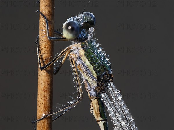 Emerald Damselfly (Lestes sponsa) sits on a rush stalk, the first rays of sunlight dry the wings, which are wetted by the morning dew, North Rhine-Westphalia, Germany, Europe