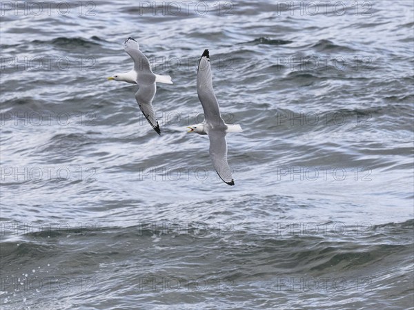 Black-legged kittiwake (Rissa tridactyla), two adult birds in flight, chasing each other, May, Varanger Fjord, Norway, Europe