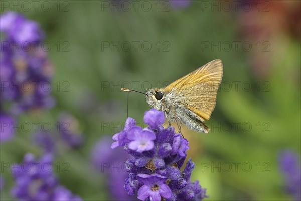 Large skipper (Ochlodes venatus), collecting nectar from a flower of Common lavender (Lavandula angustifolia), close-up, macro photograph, Wilnsdorf, North Rhine-Westphalia, Germany, Europe