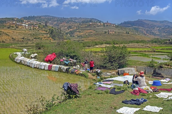 Laundry drying on dike of terraced rice field in Betsileo rural village in the Ambositra District, Amoron'i Mania Region, Central Madagascar