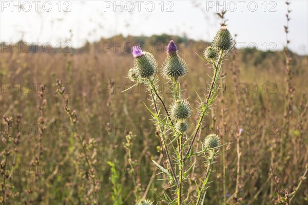 Thistle on a background of field of grass