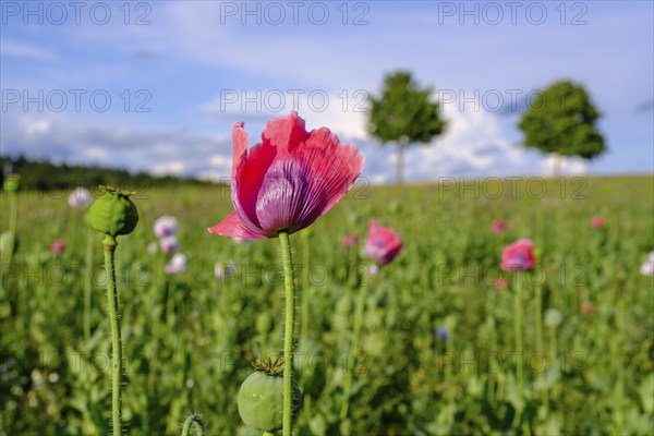 Poppy, (Papaver somniferum), poppy field, Waldviertel grey poppy, poppy village Armschlag, Waldviertel, Lower Austria, Austria, Europe