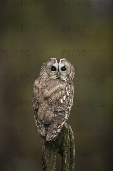 Tawny owl (Strix aluco) adult bird on a fence post in a woodland in the autumn, England, United Kingdom, Europe