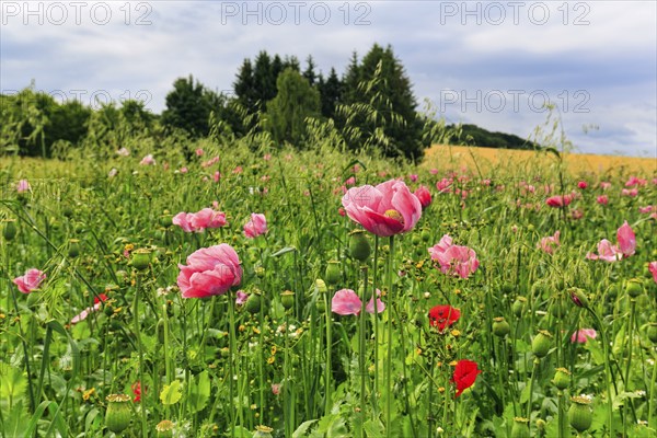 Opium poppy (Papaver somniferum), cultivation of edible poppy, poppy field, pink flowers and seed capsules, Germerode, Meißner, Geo-nature park Park Frau-Holle-Land, Hesse, Germany, Europe