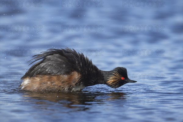 Black necked grebe (Podiceps nigricollis) adult bird in breeding plumage shaking water off its feathers on a lake, Yorkshire, England, United Kingdom, Europe