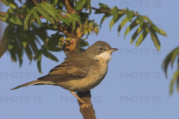 Whitethroat, songbird, (Sylvia communis), Bad Dürkheim district, Rhineland-Palatinate, Federal Republic of Germany