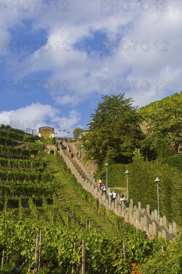 The Spitzhaus staircase is located in the Saxon town of Radebeul. It connects the Hoflößnitz vineyard with the Spitzhaus and the Bismarck Tower. The staircase, including the shell pavilion at the top, is a heritage-protected building, Radebeul Weinhänge, Radebeul, Saxony, Germany, Europe