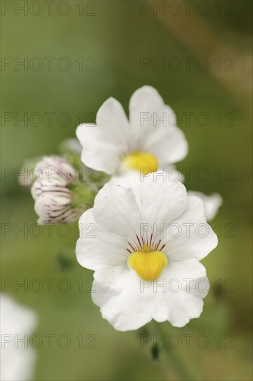 Elf mirror 'Sunsatia Plus' (Nemesia Fruticans-Hybride), flower, ornamental plant, North Rhine-Westphalia, Germany, Europe