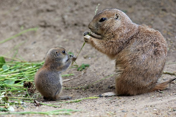 Black-tailed prairie dog (Cynomys ludovicianus), mother and young feeding, North America