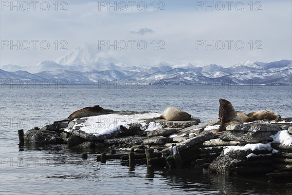 Nature of Kamchatka: rookery Steller Sea Lion or Northern Sea Lion Eumetopias Jubatus. Pacific Ocean, Avachinskaya Bay, Petropavlovsk-Kamchatsky, Kamchatka Peninsula, Russia, Europe