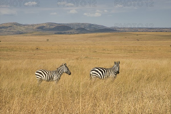 Two plains zebras (Equus quagga) in the open grassland of the Masai Mara, Kenya, Africa