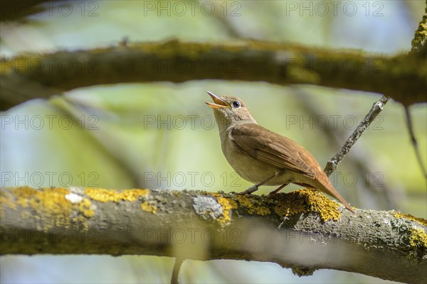 The nightingale sings, having opened a beak, sitting on a branch in a nature reserve in the Camargue