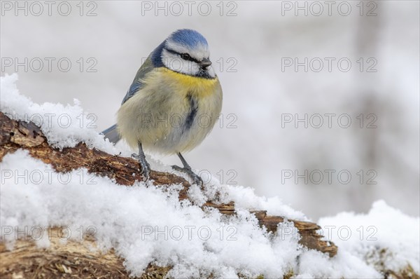 Blue tit in the snowy forest in winters. (Cyanistes caeruleus) . France