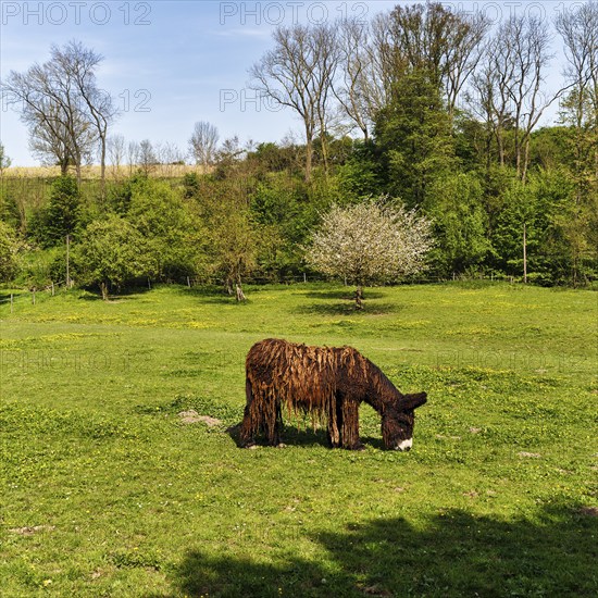 Poitou donkey (Equus asinus), long coat, grazing on a spring meadow, Lügde, Weserbergland, North Rhine-Westphalia, Germany, Europe