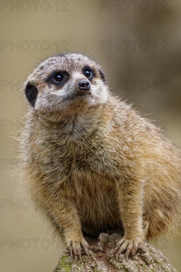 Meerkat (Suricata suricatta), adult, guardian on a hill, vigilant, captive, occurrence southern Africa