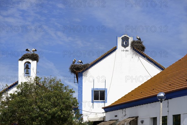 White Storks (Ciconia Ciconia) nesting on top of houses in Comporta city center, Alentejo, Portugal, Europe