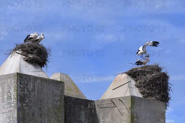 White Storks (Ciconia Ciconia) nesting on top of houses in Comporta city center, Alentejo, Portugal, Europe