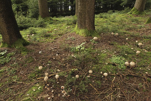 Giant umbrella mushroom (Macrolepiota procera) also known as Parasol. Several specimens grow as a so-called witch's ring around a spruce (Picea), Allgäu, Bavaria, Germany, Allgäu/Bavaria, Germany, Europe