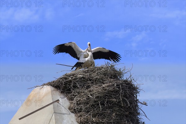 White Storks (Ciconia Ciconia) nesting on top of houses in Comporta city center, Alentejo, Portugal, Europe