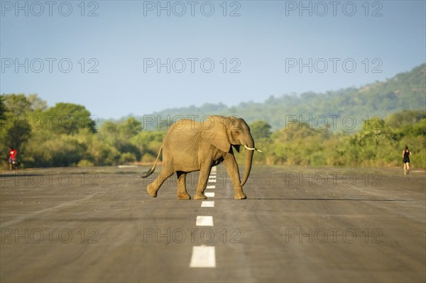 African elephant, Loxodontra Africana, is crossing an airstrip. The elephant herd is walking together, in distance you see two people running, jogging on the landing strip in the African bush. Lower Zambezi National Park, Zambia, Africa