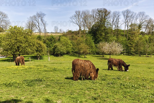 Three Poitou donkeys (Equus asinus), long coat, grazing on a spring meadow, Lügde, Weserbergland, North Rhine-Westphalia, Germany, Europe