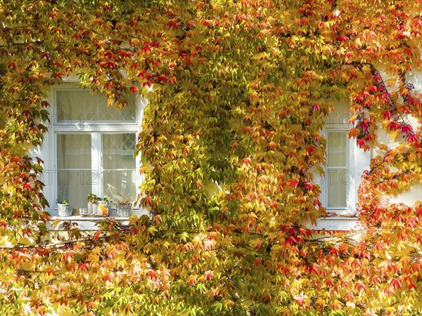 Boston ivy, three-lobed Boston ivy, three-lobed fence vine (Parthenocissus tricuspidata) on house wall