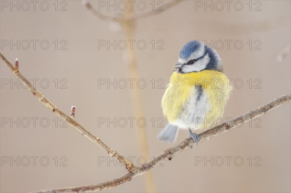 Mesange bleueBlue Tit (Cyanistes caeruleus) perched on a branch. Alsace, France, Europe