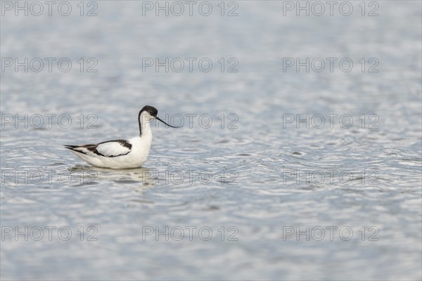 Pied Avocet (Recurvirostra avosetta) in a Camargue pond. Saintes Maries de la Mer, Parc naturel regional de Camargue, Arles, Bouches du Rhone, Provence Alpes Cote d'Azur, France, Europe